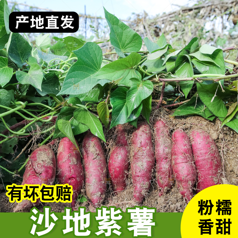 田里的紫罗兰紫薯