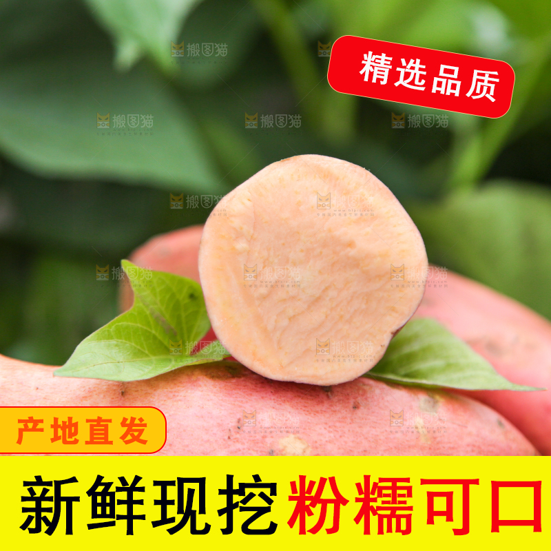 堆放着的新鲜红薯