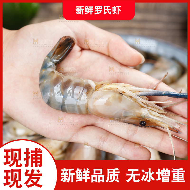 手上放着罗氏虾