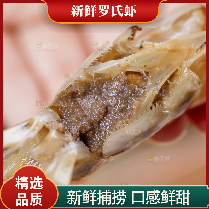 手拿着罗氏虾