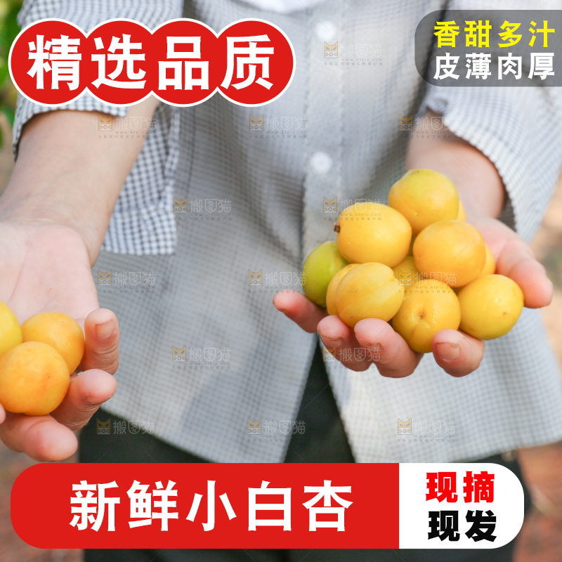 农民手上捧着小白杏