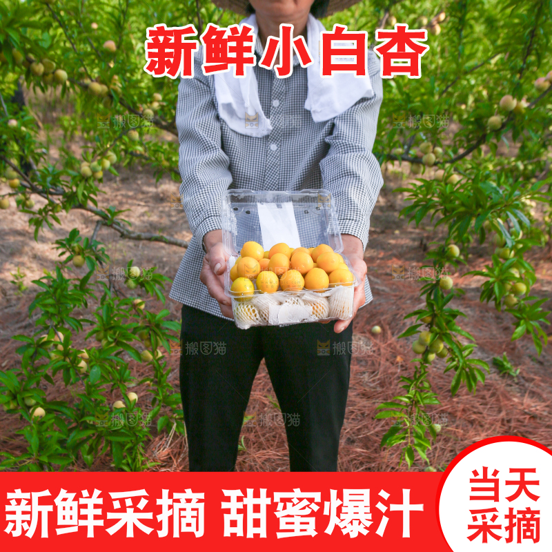 农民手上拿着小白杏