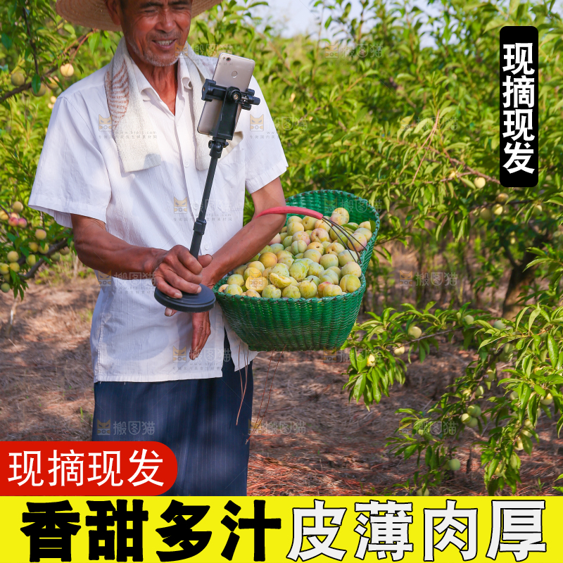 农民提着一冰糖李