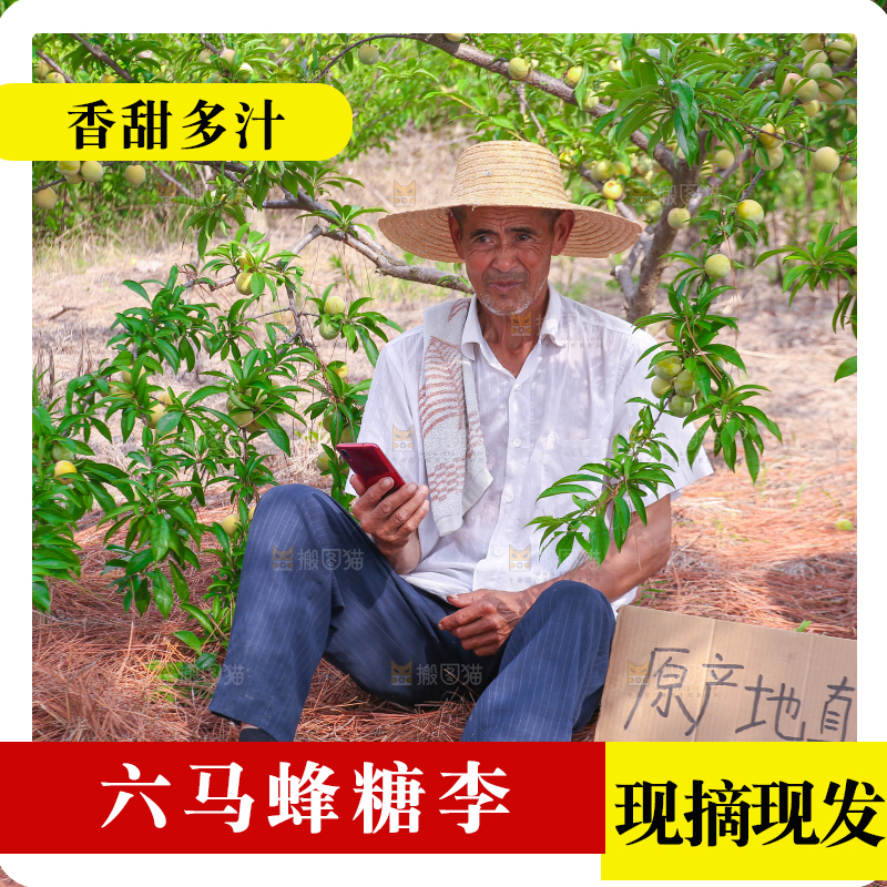 农民正在蜂糖李果园自拍