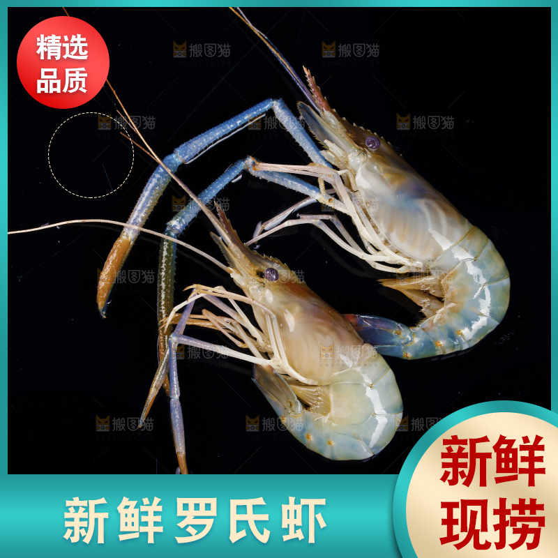 黑底上放着罗氏虾
