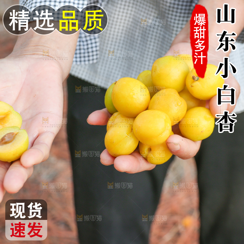 农民手上拿着新鲜小白杏
