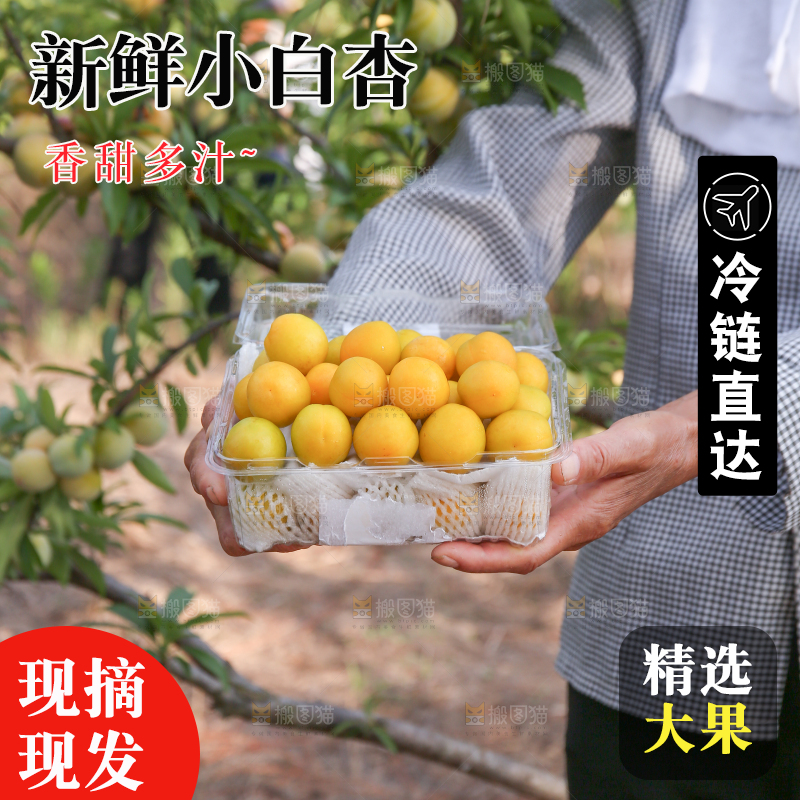 农民手上拿着小白杏