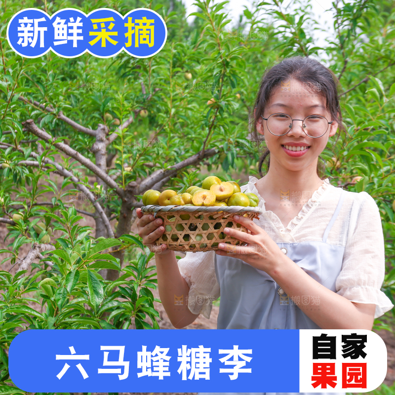 女孩手上拿着一筐冰糖李