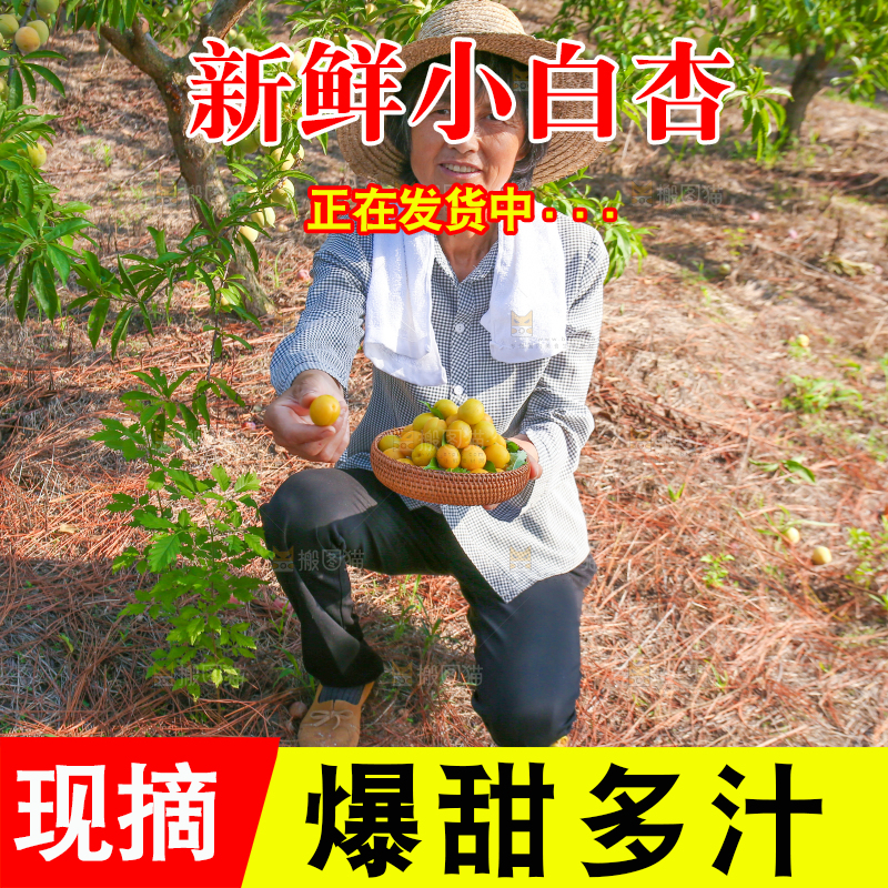 农民手上拿着一筐小白杏