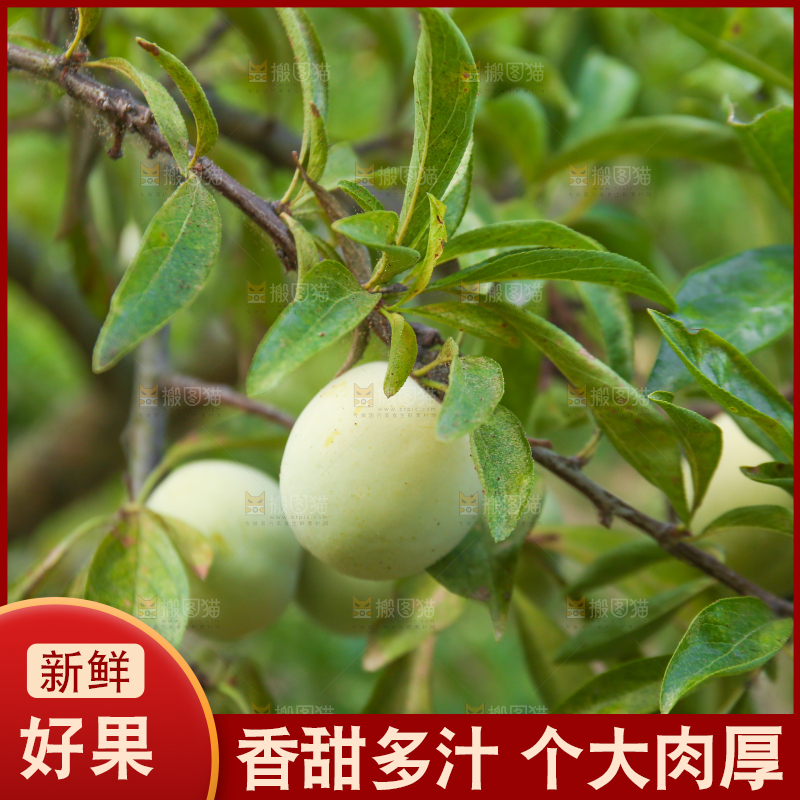 树上结的蜂糖李