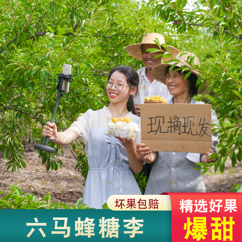 农民手上拿着现摘的蜂糖李