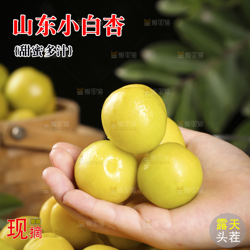 手上拿着的小白杏