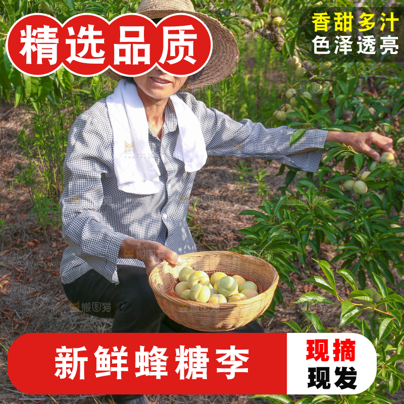 农民正在摘六马蜂糖李