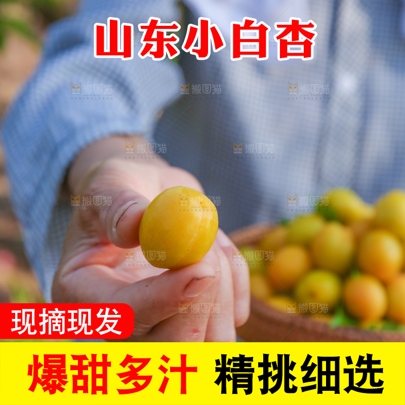 农民手上拿着一筐小白杏