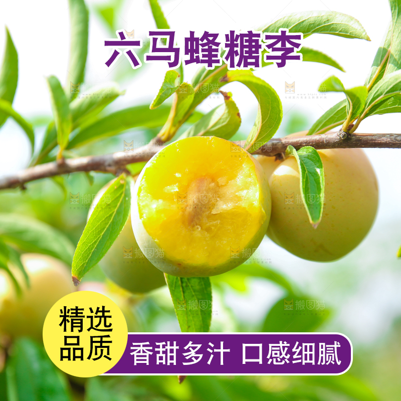 树枝上的冰糖李