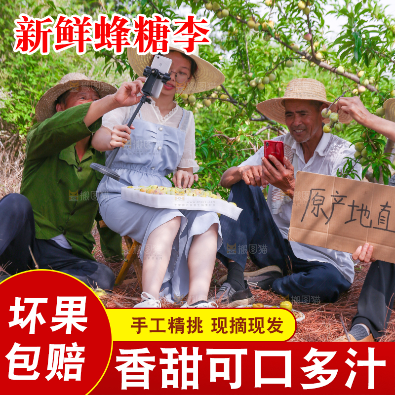 农民正在蜂糖李果园自拍