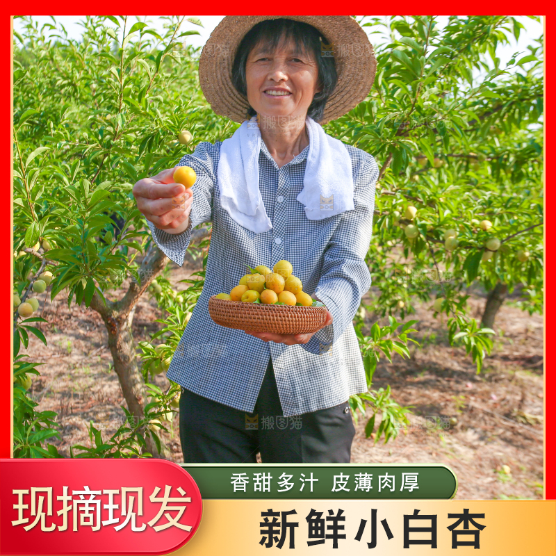 农民手上拿着一筐小白杏