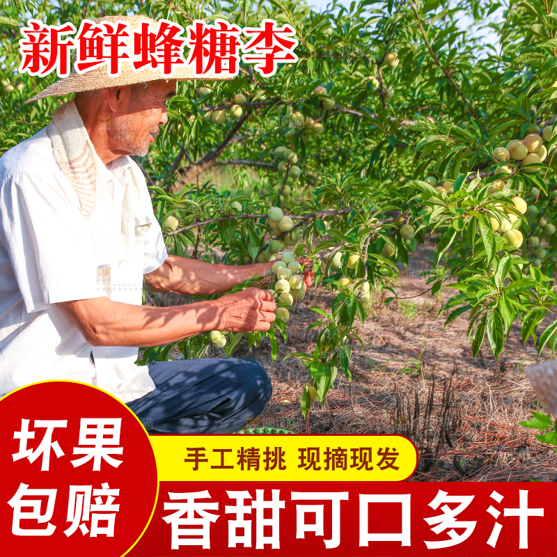 农民正在摘蜂糖李