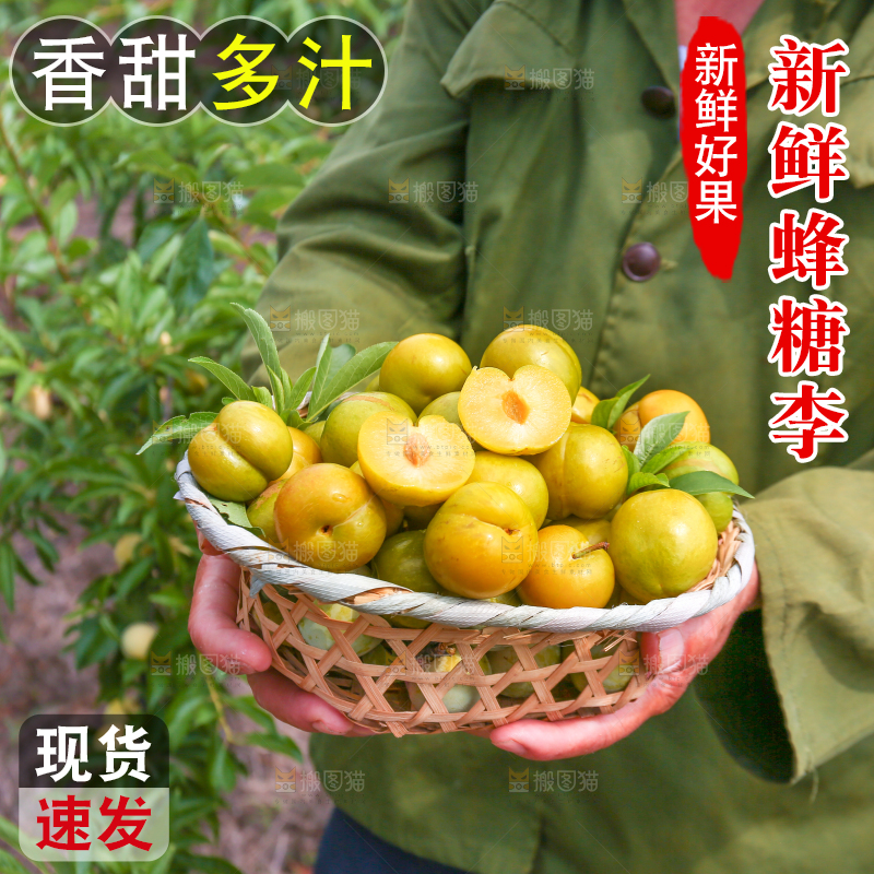 农民手上拿着新鲜冰糖李