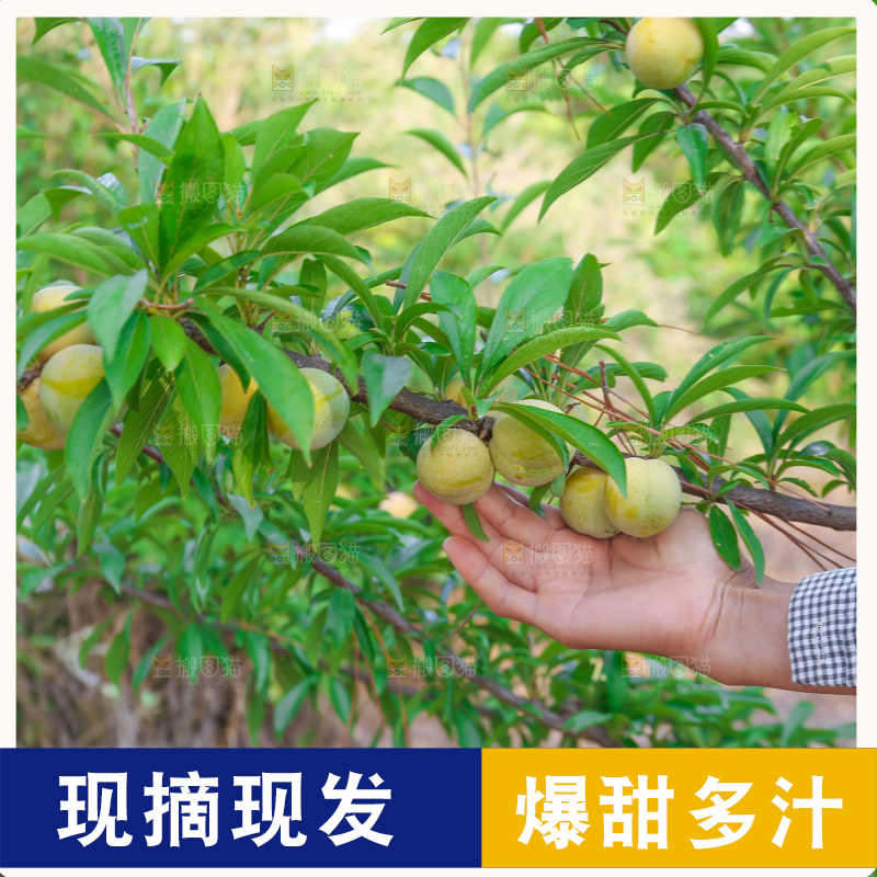 农民正在摘蜂糖李
