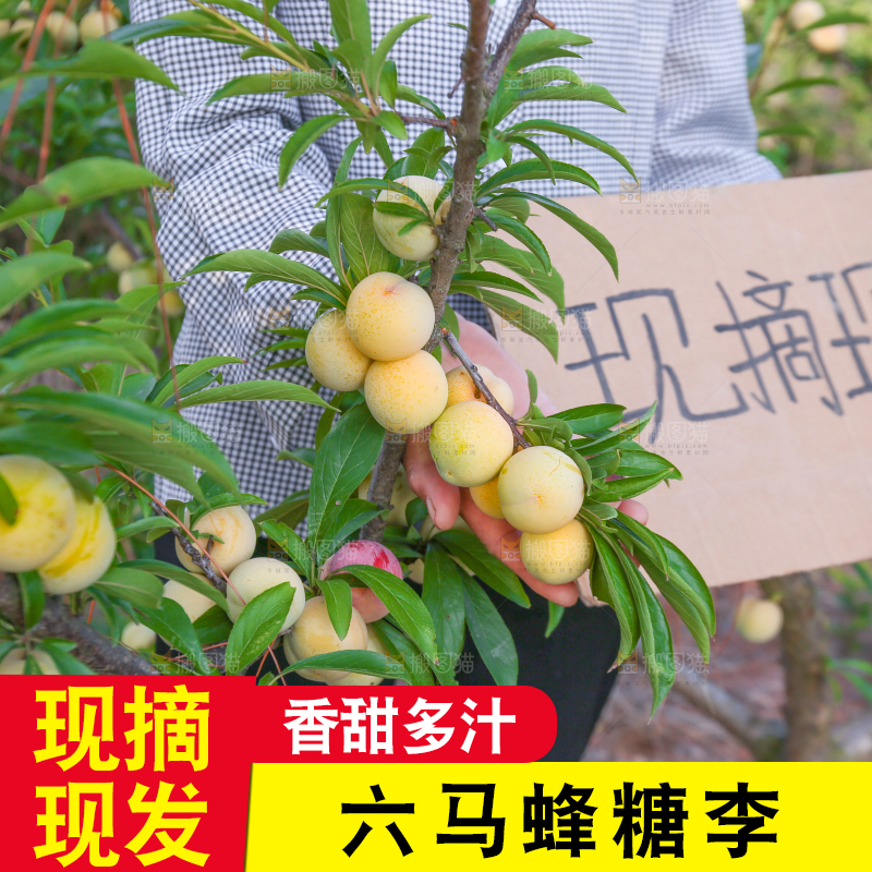 蜂糖李果园