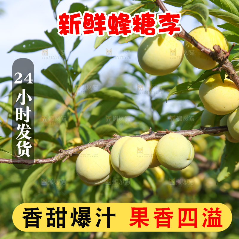 树上的冰糖李