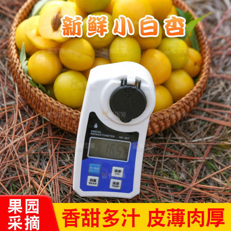 草地上放着新鲜小白杏