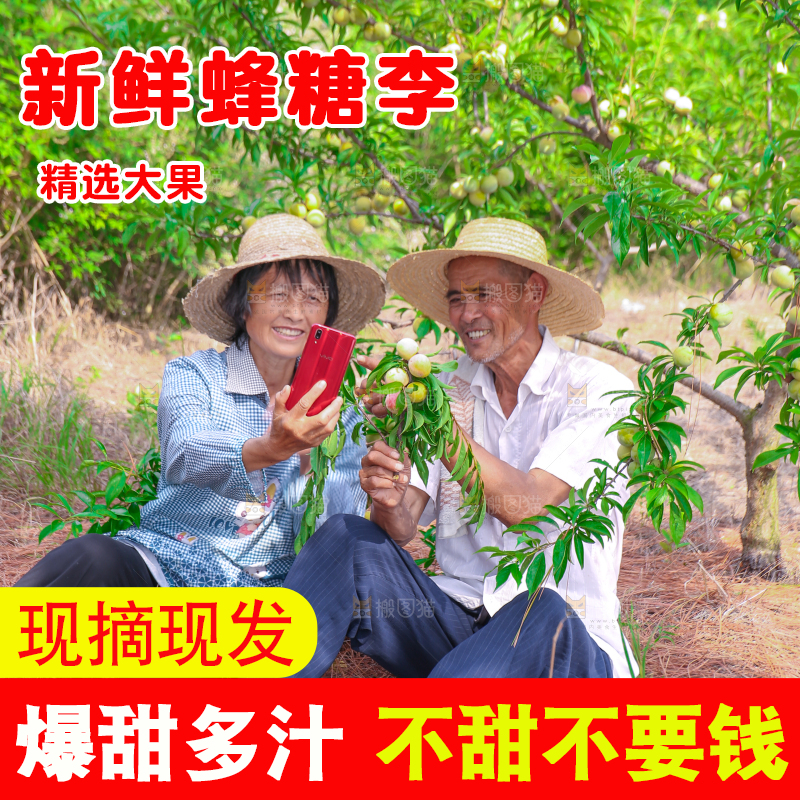 农民正在蜂糖李果园自拍