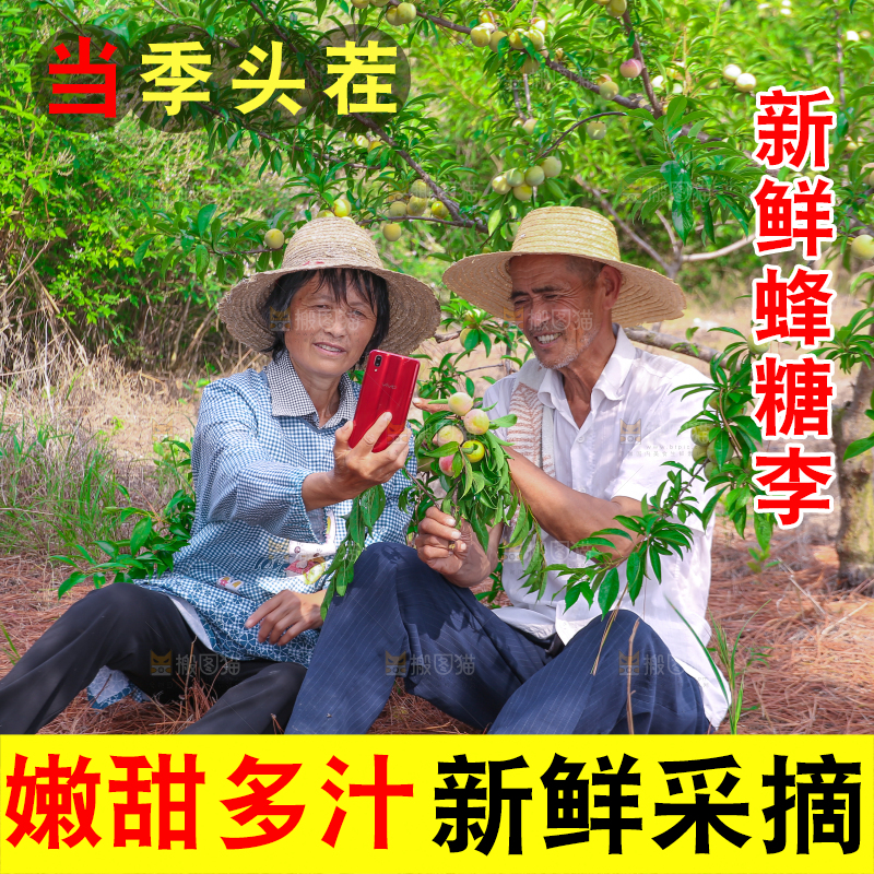 农民正在蜂糖李果园自拍