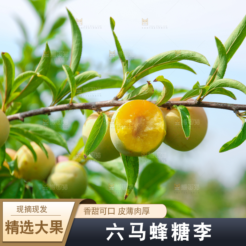 树枝上的冰糖李