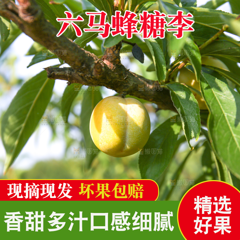树上的冰糖李