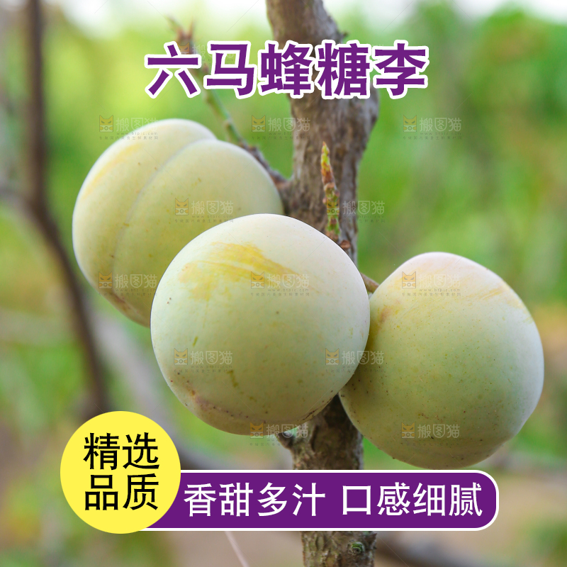 树上结的蜂糖李