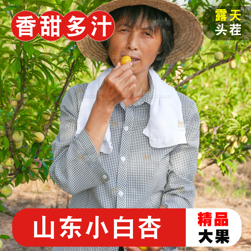 农民正在吃小白杏