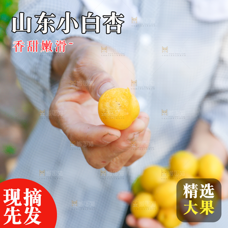 农民手上拿着新鲜小白杏