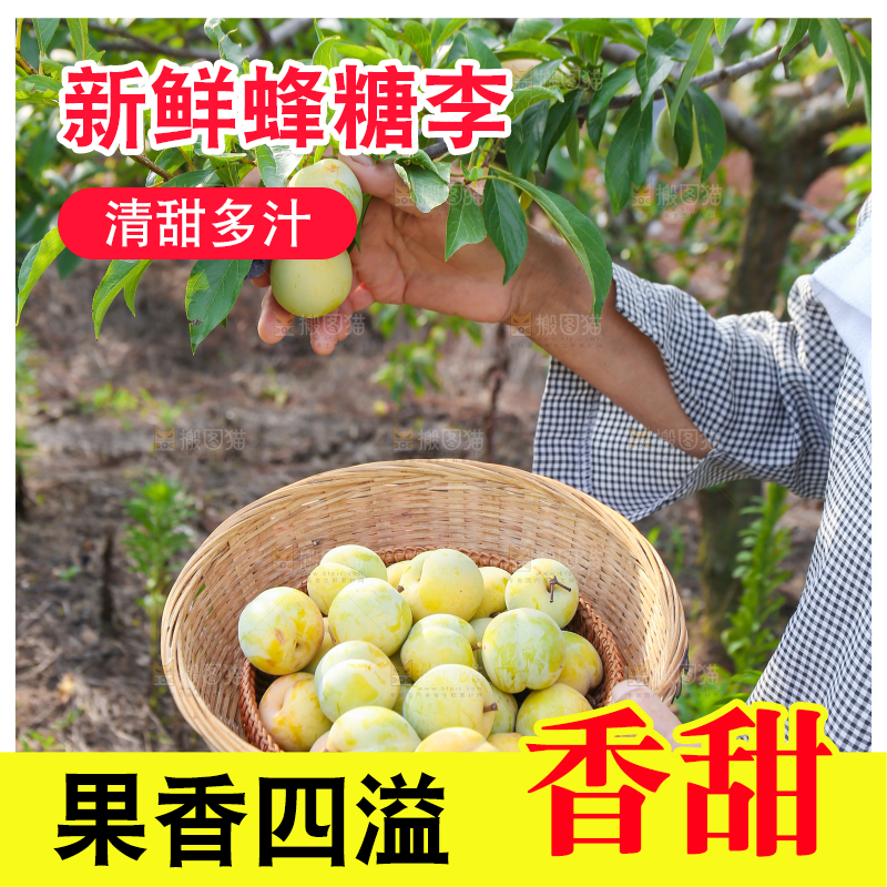 农民正在摘蜂糖李