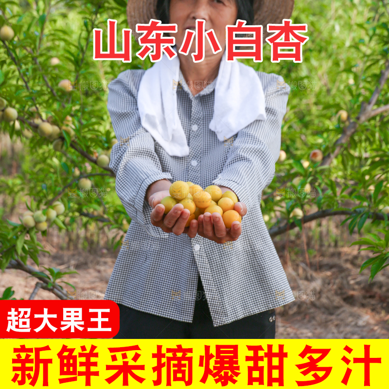 农民手上捧着小白杏
