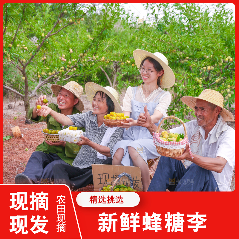 农民手上拿着新鲜冰糖李