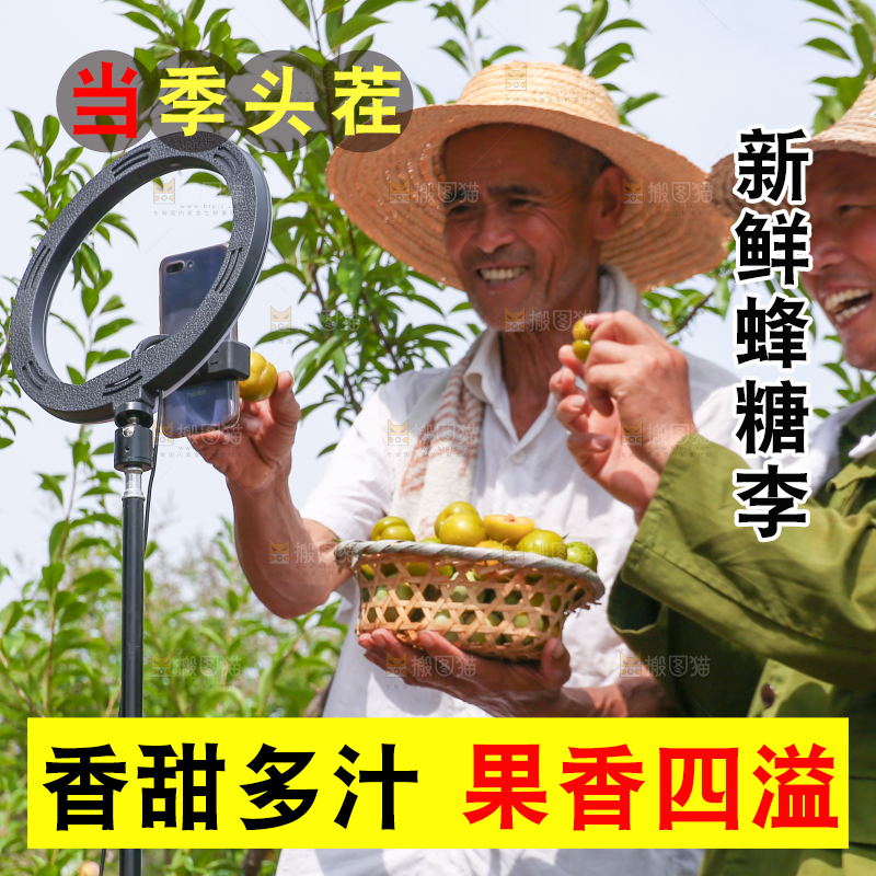 农民正在蜂糖李果园自拍