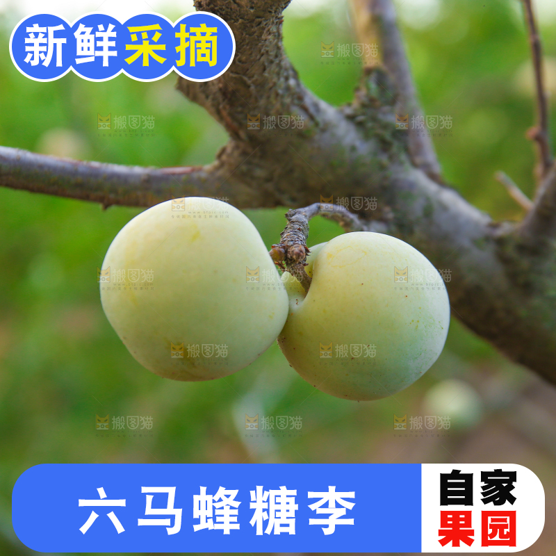 树上结的蜂糖李