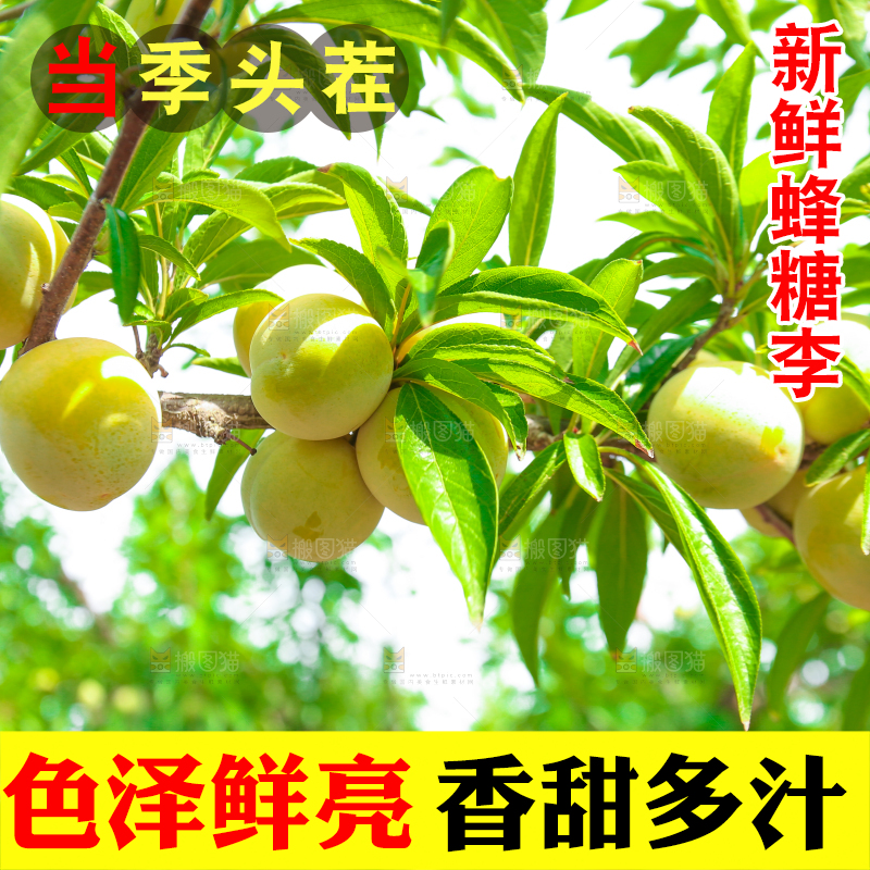 树枝上的冰糖李