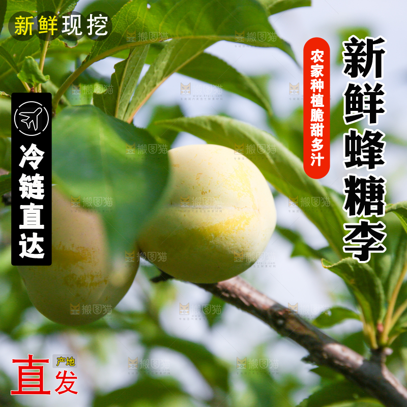 树上的冰糖李