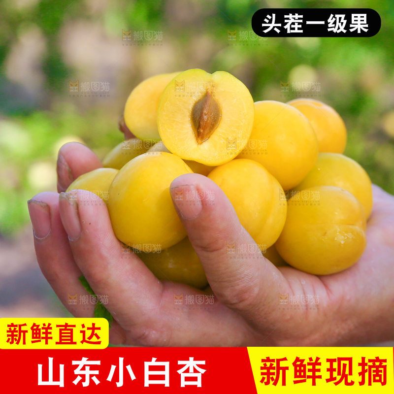 农民手上拿着小白杏