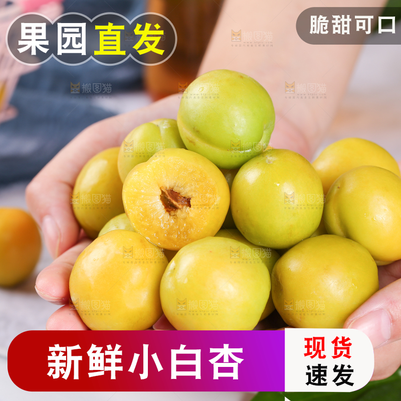 手上捧着小白杏