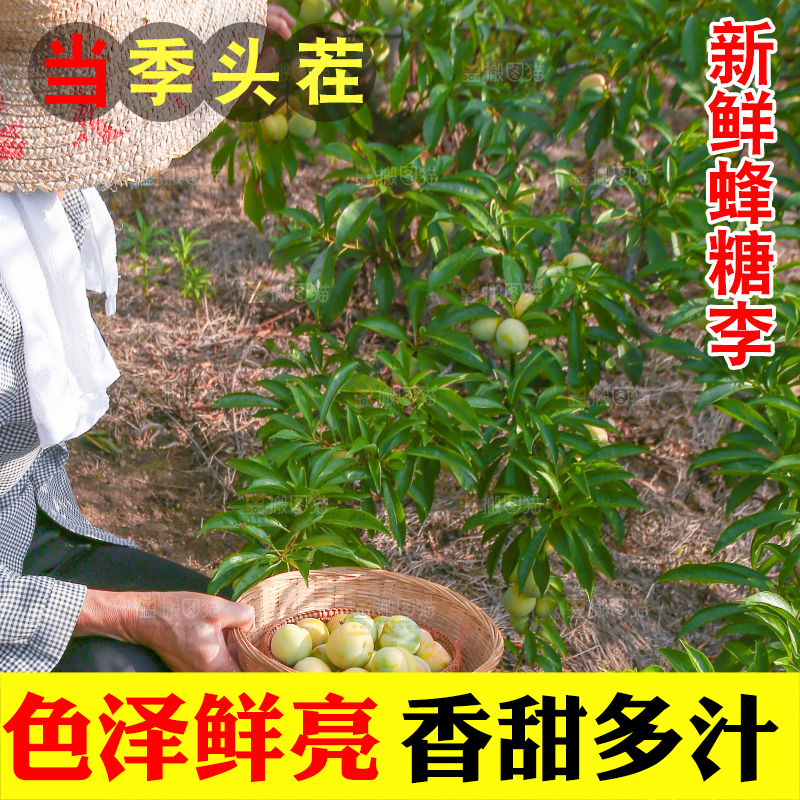 农民正在摘六马蜂糖李