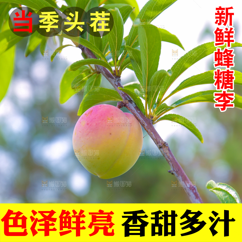 树枝上的冰糖李