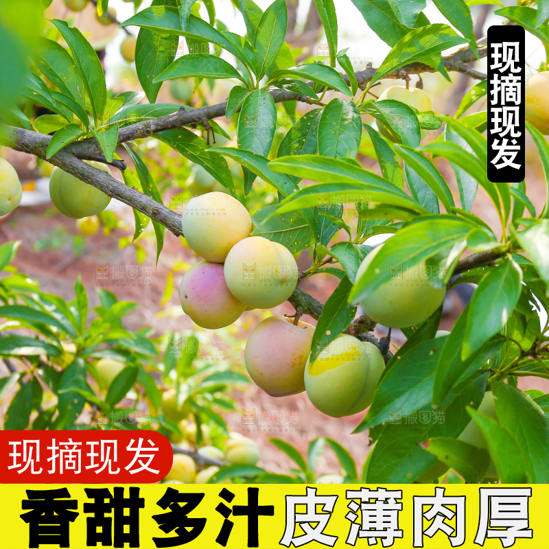 树上的冰糖李