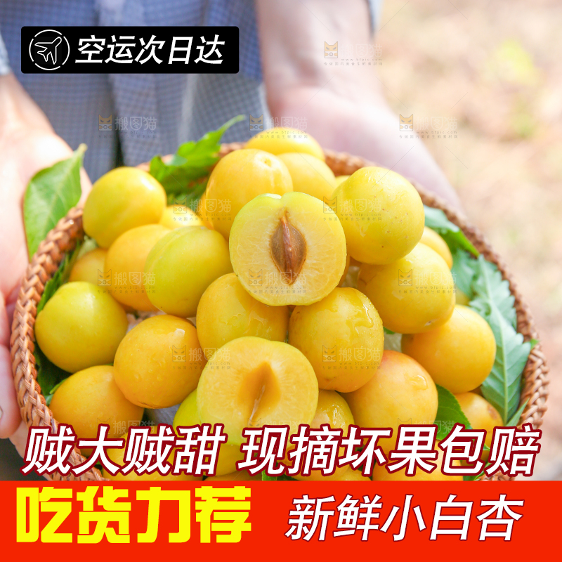 农民手上拿着一筐小白杏