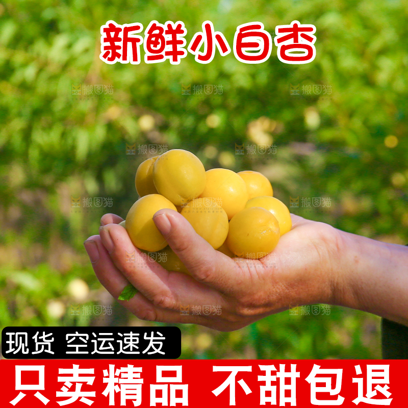 农民手上拿着小白杏