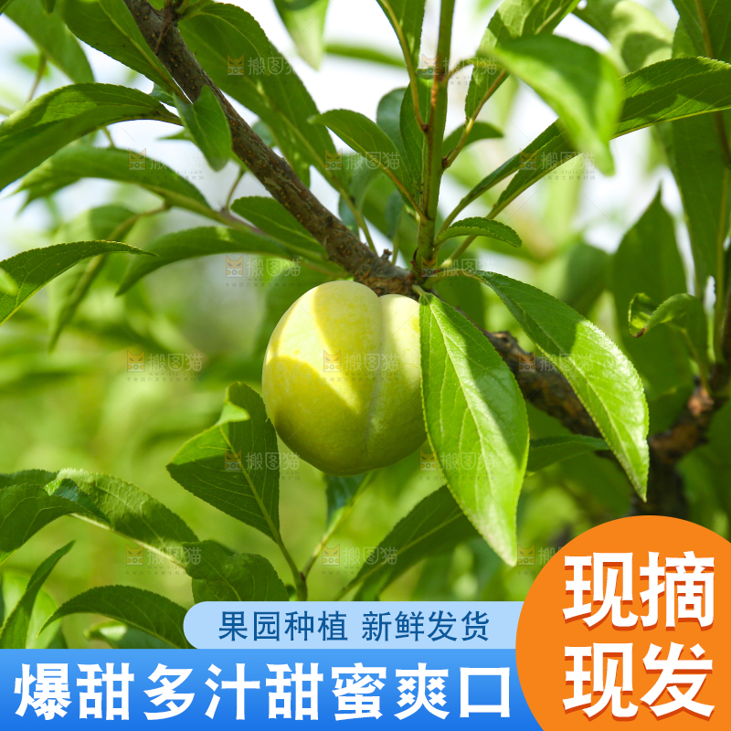 树上的冰糖李