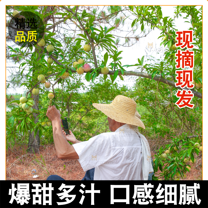 农民正在蜂糖李果园自拍